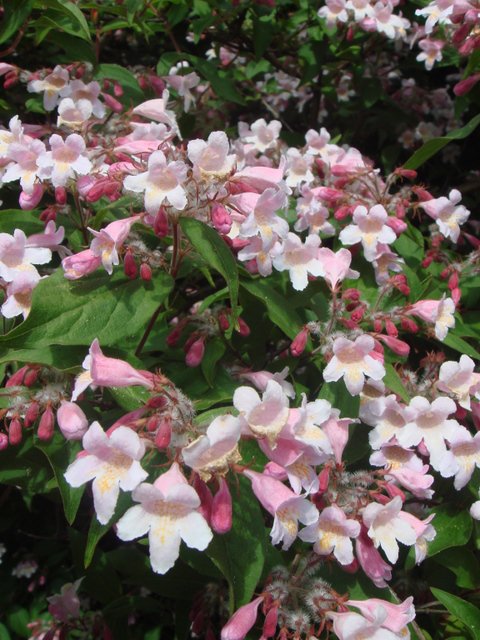 Kolkwitzia amabilis 'Pink Cloud' fleur P6